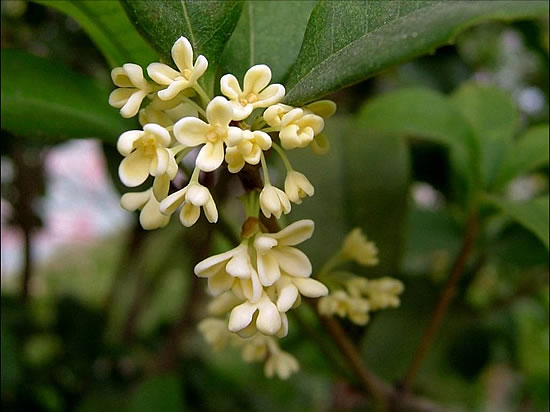 金秋桂花飘香时 诗